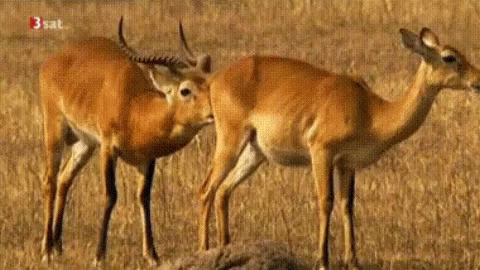 two antelopes standing in a field with a blurry background