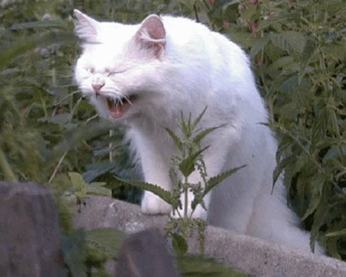 a white cat is sitting in grass, and yawning