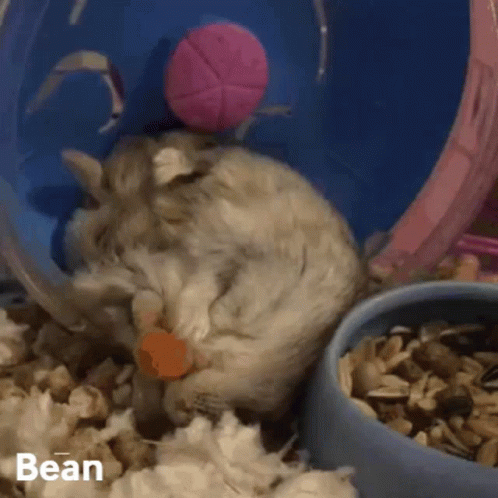 a mouse is trying to play with a ball inside a plastic hamster