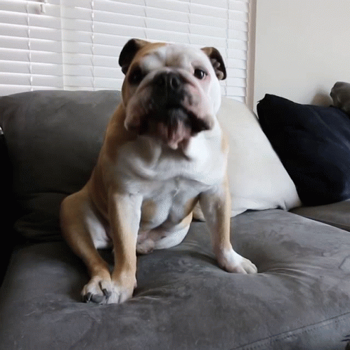 a dog sitting on a couch with its paws crossed