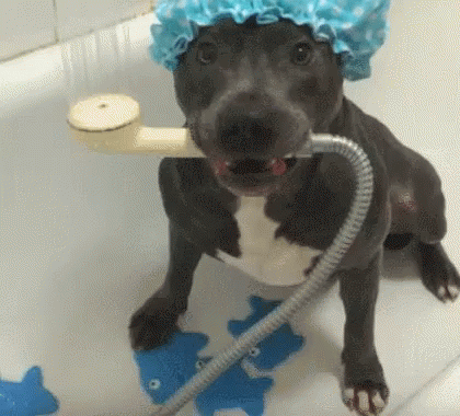 a dog wearing a golden headband sitting in a bath tub with rubber ducks