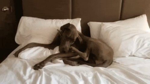 a dog laying on a bed with pillows