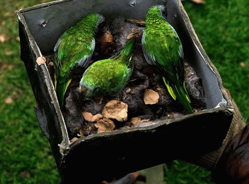 the green parrots are all in a box