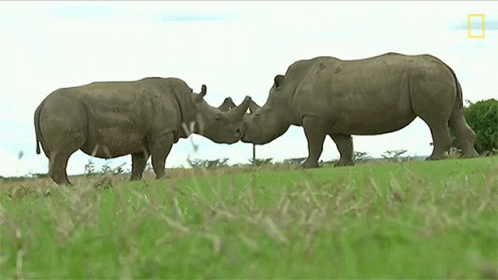 two rhinos walking in the grass towards each other
