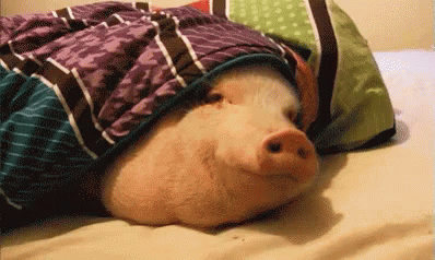 there is a pig wearing a blanket on top of it