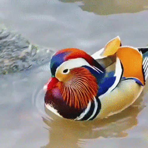 a colorful, blue, red and white duck in a body of water