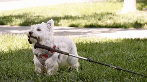 a small white dog carrying a large metal stick in its mouth