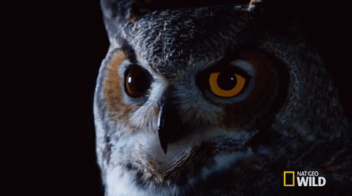 an owl with blue eyes and an animal like body