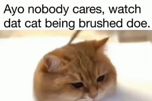 a cat with a caption on it that says,'a noody cares watch dials the cat being brushing your teeth