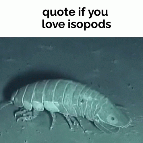 a white lizard with black writing and the words, quote if you love isopds