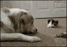 a white dog and a cat sitting in front of a door