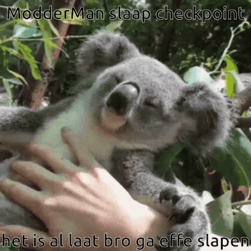 a koala holding onto the arm of someone's arm