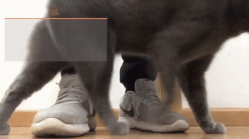 the large dog is sniffing at a small pair of shoes