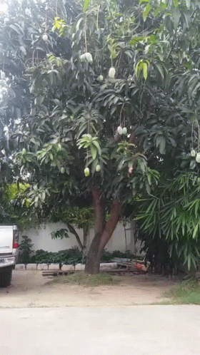 the large fruit tree is next to a white truck