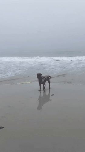 two dogs standing on the beach in low tide