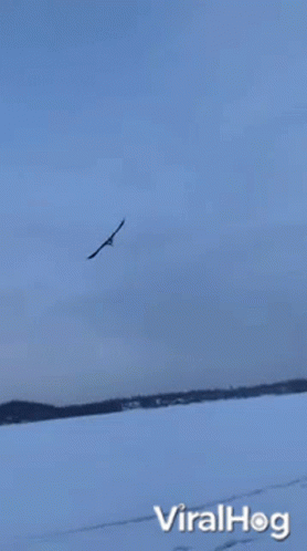 a bird flying over the top of a beach covered in snow