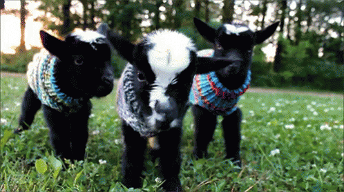 two little black sheep standing next to each other on grass