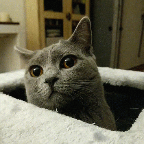 grey cat lying down on white blanket looking at the camera