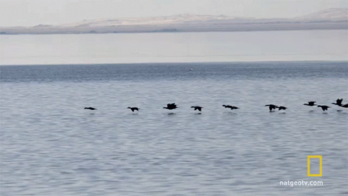 flock of ducks wading in water with a beach