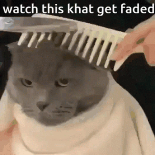 a cat that is wearing soing with a brush on it's head
