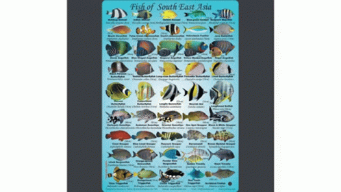 fish of southern pacific fish chart