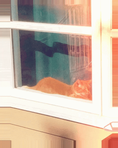 a window with a cat sitting in the window sill