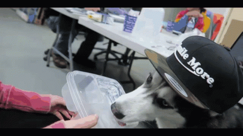 dog wears cap to keep cool from being at work