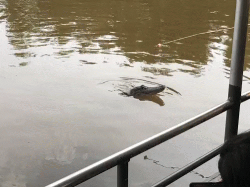 a alligator is sitting on the water as people watch
