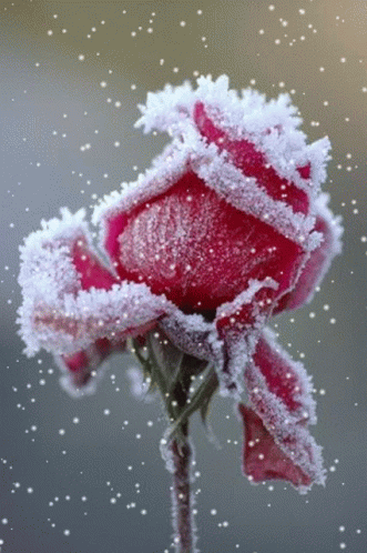 a flower with some frost on it