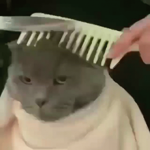 a cat is getting its hair brushed by someone