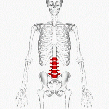 an image of the bones in a human body