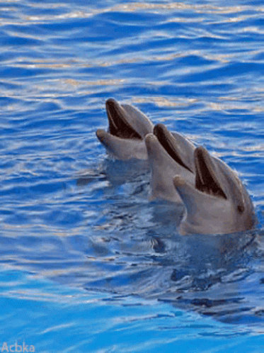 two long beaked dolphins in the ocean