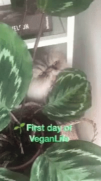 several plants with the first day of veganit written in green