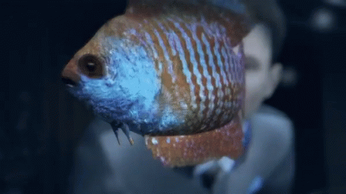 a fish that is inside of an aquarium