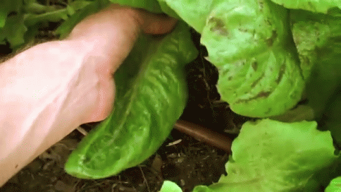 a close up image of lettuce, leaves, and seed pods