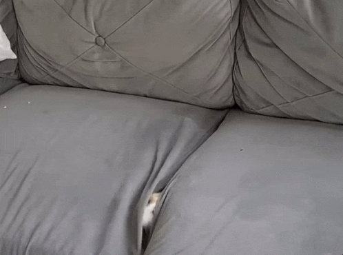an animal that is laying down on a couch