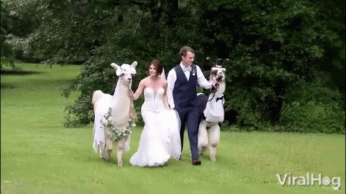 two women and a man are walking with some llamas