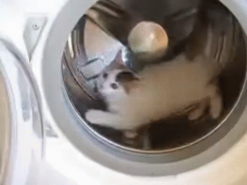 a cat laying in the washing machine looking out its side window