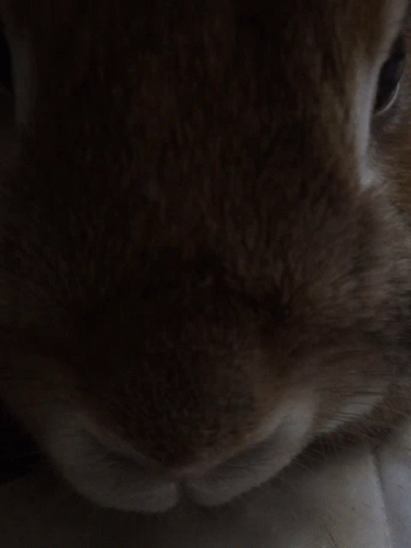 an bunny's face with light coming through