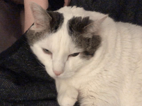 a white and gray cat is laying on someones lap