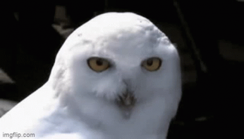 a white owl has a large blue eyed face