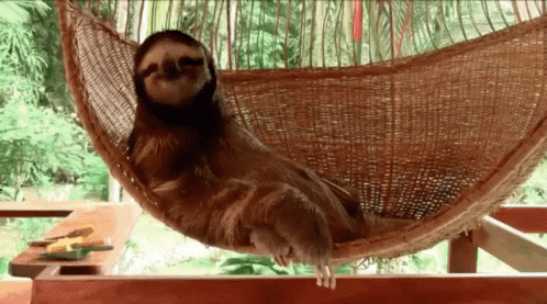 a sloth lounges in a blue hammock outside