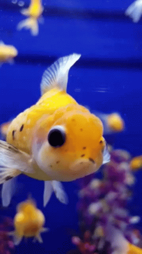 a small fish with a white face is swimming through an aquarium