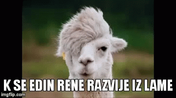 the image of a gray goat with the caption k se edin rene rauze 12 lamae
