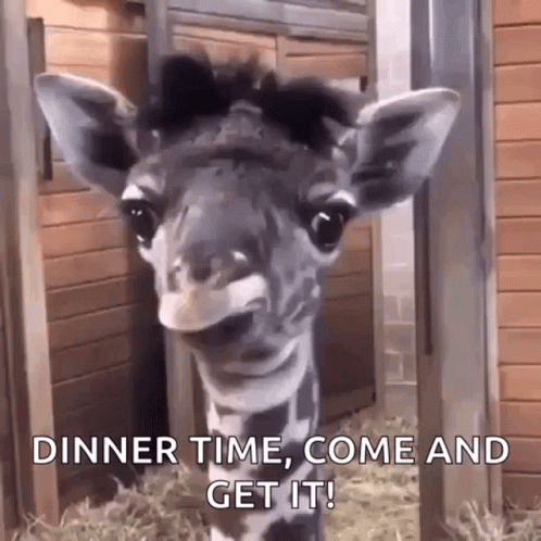 a baby giraffe looking at the camera with words stating, dinner time, come and get it