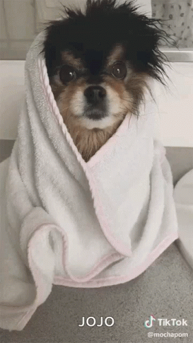 a dog wrapped in a towel by the sink