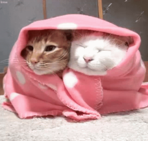two cats laying on their backs wrapped in towels