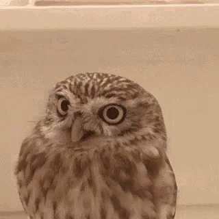 a close up of a small owl sitting on the floor