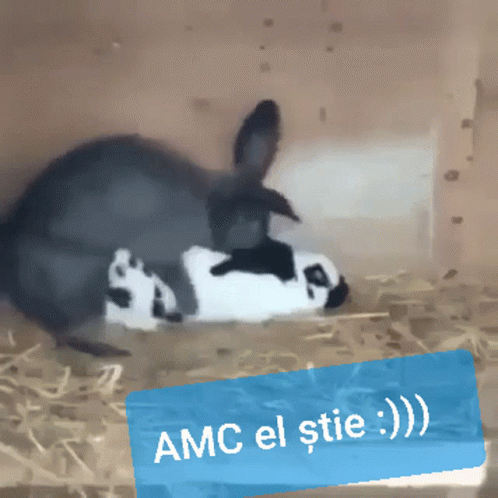 a couple of rabbits playing on a bed
