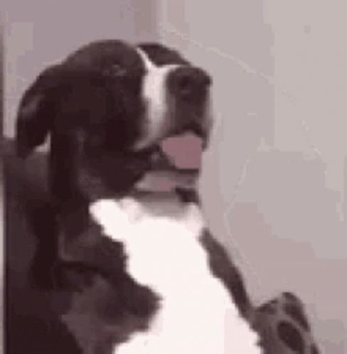a black and white dog sticking his tongue out